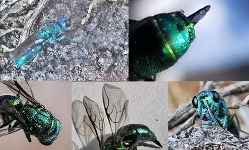 Trichrysis cyanea